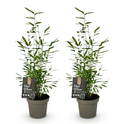 Buitenplant 2x Fargesia Black Dragon - Bladhoudend - Pot Ø 14cm Hoogte ↕ 35cm