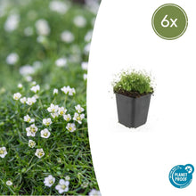 Buitenplant 6x Sagina subulata - Pot Ø 9cm Hoogte ↕ 10-25cm