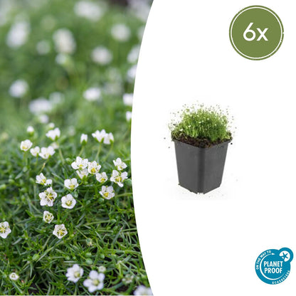 Buitenplant 6x Sagina subulata - Pot Ø 9cm Hoogte ↕ 10-25cm