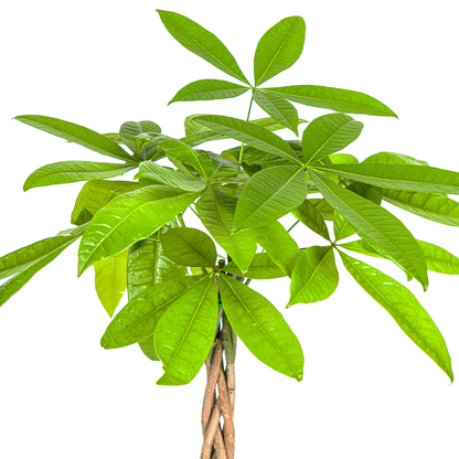 Kamerplant - Pachira Aquatica - Pot Ø 19cm Hoogte ↕ 70-90cm