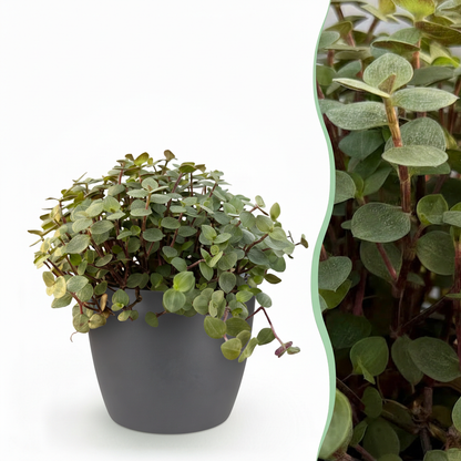 Kamerplant - Callisia repens - Pot Ø 12cm Hoogte ↕ 17-20cm