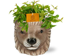 Kamerplant - Peperomia Ang. Rocca Vivace incl. Planter Leeuw Bruin - Pot Ø 11cm Hoogte ↕ 15cm