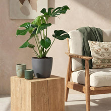 Kamerplant - Monstera Deliciosa - Pot Ø 21cm Hoogte ↕ 70-80cm