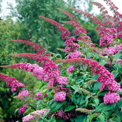 Buitenplant - Buddleja davidii Pink Delight - Vlinderstruik - Bloeiend - Pot Ø 17cm Hoogte ↕ 45cm