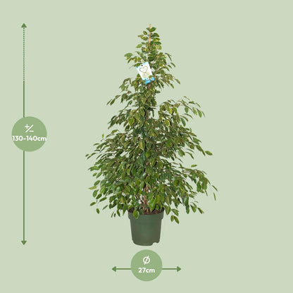 Kamerplant - Ficus Benjamina Golden King - Pot Ø 27cm Hoogte ↕ 130cm