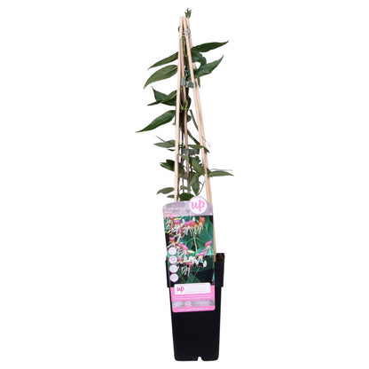 Buitenplant - Lonicera henryi - Klimplant - Pot Ø 15cm Hoogte ↕ 65cm