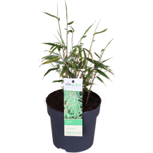 Buitenplant - Fargesia rufa - Niet-woekerende bamboe - Pot Ø 14cm Hoogte ↕ 40cm