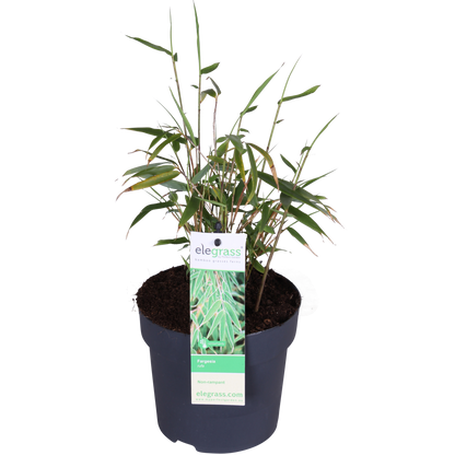 Buitenplant - Fargesia rufa - Niet-woekerende bamboe - Pot Ø 14cm Hoogte ↕ 40cm