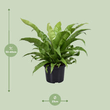 Kamerplant - Asplenium Antiquum - Pot Ø 23cm Hoogte ↕ 60cm