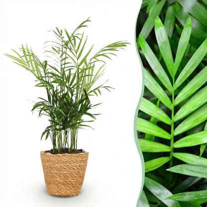Kamerplant - Chamaedorea elegans - Goudpalm - Pot Ø 12cm Hoogte ↕ 15cm