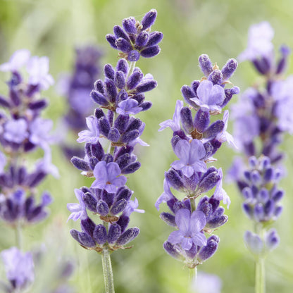 Buitenplant 6x Lavandula 'Hidcote' - Bloeiend - Pot Ø 9cm Hoogte ↕ 10-25cm