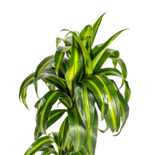 Kamerplant - Dracaena Deremensis Hawaiian Sunshine - Pot Ø 19cm Hoogte ↕ 70-90cm