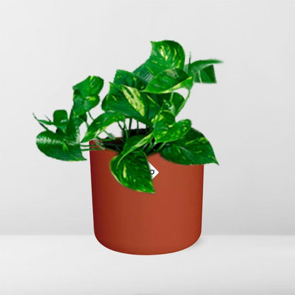 Kamerplant - Epipremnum Pinnatum 'Aureum' - Inclusief sierpot - Pot Ø 14cm