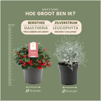 Buitenplant - Winterwonderland Mix - 3x Gaultheria + 3x Calocephalus - Pot Ø 10cm Hoogte ↕ 15cm