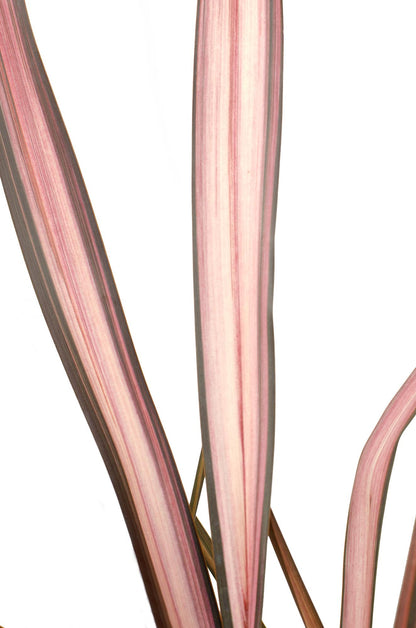 Buitenplant - Phormium 'Pink Flamingo' - Pot Ø 14cm Hoogte ↕ 50cm