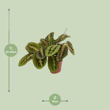 Kamerplant - Maranta Fascinator (Pijlwortel) - Pot Ø 12cm Hoogte ↕ 20cm