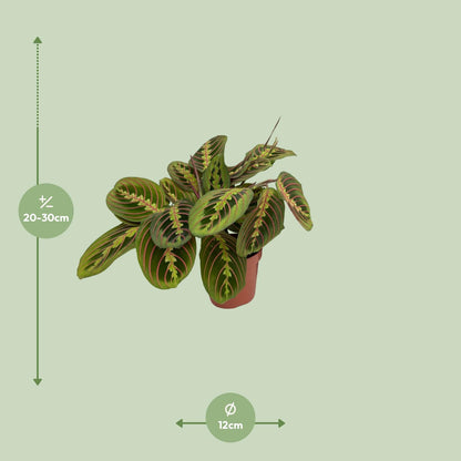 Kamerplant - Maranta Fascinator (Pijlwortel) - Pot Ø 12cm Hoogte ↕ 20cm