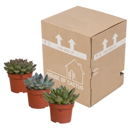 Kamerplant 3x Echeveria Mix - Pot Ø 10.5cm
