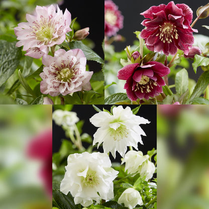 Buitenplant 3x Helleborus orientalis Double Tricolour - Bloeiend - Pot Ø 14cm Hoogte ↕ 35cm