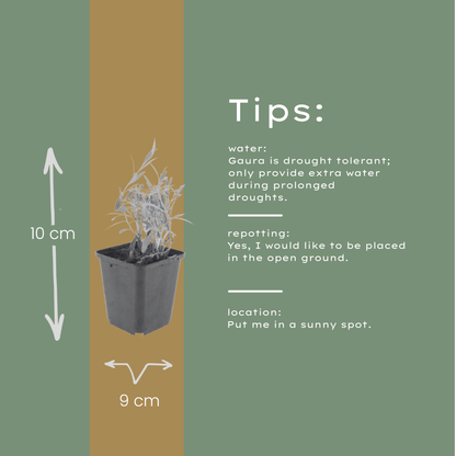 Buitenplant 6x Gaura lindheimeri - Bloeiend - Pot Ø 9cm Hoogte ↕ 10-25cm