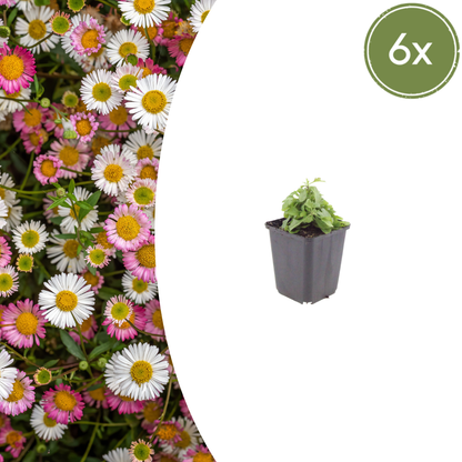 Buitenplant 6x Erigeron karvinskianus - Bloeiend - Pot Ø 9cm Hoogte ↕ 10-25cm