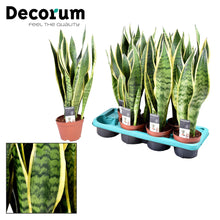 Kamerplant - Sansevieria Laurentii - Pot Ø 14cm Hoogte ↕ 55cm