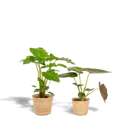 Kamerplant - Alocasia Wentii + Alocasia Portodora - Met mand - Pot Ø 19cm