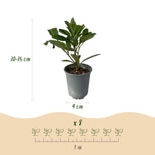 Buitenplant 8x Prunus laurocerasus Caucasica - Groenblijvend - Pot Ø 9cm Hoogte ↕ 30-35cm
