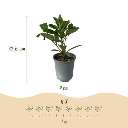 Buitenplant 8x Prunus laurocerasus Caucasica - Groenblijvend - Pot Ø 9cm Hoogte ↕ 30-35cm