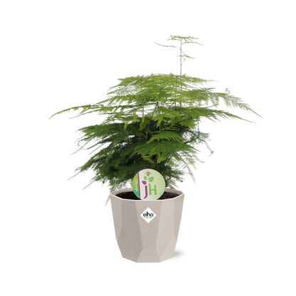 Kamerplant - Asparagus Plumosus - Pot Ø 14cm