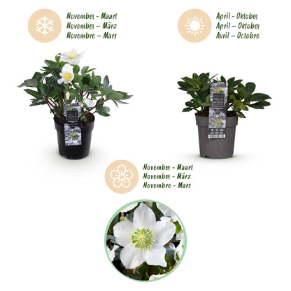 Buitenplant 2x Helleborus 'Christmas Carol' - Groenblijvend - Pot Ø 10,5cm Hoogte ↕ 25cm