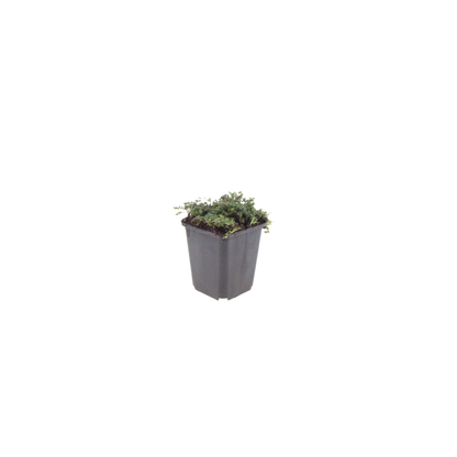 12x Thymus praecox 'Purple Beauty' - ↕10-25cm - Ø9cm