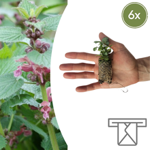 Buitenplant 6x Lamium - Dovenetel Pluggen - Bodembedekker