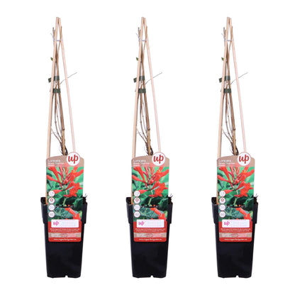 Buitenplant 3x Lonicera brownii 'Dropmore Scarlet' - Bloeiend - Pot Ø 15cm Hoogte ↕ 65cm