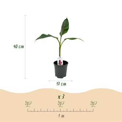 Buitenplant 4x Musa sikkemensis Red Tiger - Winterhard - Pot Ø 17cm Hoogte ↕ 40cm