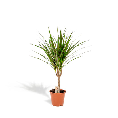 Kamerplant - Dracaena Marginata - Pot Ø 14cm Hoogte ↕ 60cm