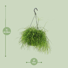 Kamerplant - Rhipsalis Oasis - Pot Ø 17cm Hoogte ↕ 25cm