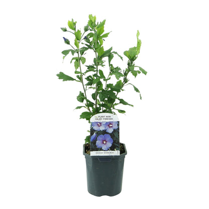 Buitenplant - Hibiscus syriacus 'Oiseau Blue' - Bloeiend - Pot Ø 17cm Hoogte ↕ 45cm