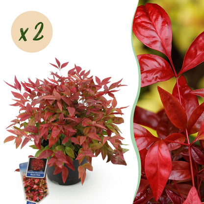 Buitenplant 2x Nandina Blush Pink - Groenblijvend - Pot Ø 17cm Hoogte ↕ 40cm