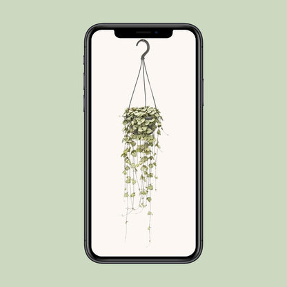 Kamerplant - Ceropegia Woodii - Hangplant - Pot Ø 14cm Hoogte ↕ 50cm