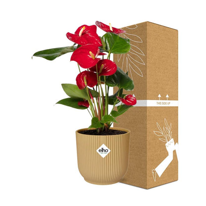 Kamerplant - Anthurium Red - Pot Ø 14cm