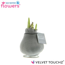 Kamerplant - Velvet Touchz® Silver - Hoogte ↕ 15cm