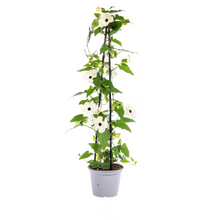 Buitenplant 4x Thunbergia Alata Sunny Susy Mix - Bloeiend - Pot Ø 13cm Hoogte ↕ 60cm