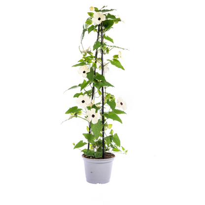 Buitenplant 4x Thunbergia Alata Sunny Susy Mix - Bloeiend - Pot Ø 13cm Hoogte ↕ 60cm