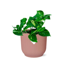 Kamerplant - Epipremnum Pinnatum 'Aureum' - Pot Ø 14cm