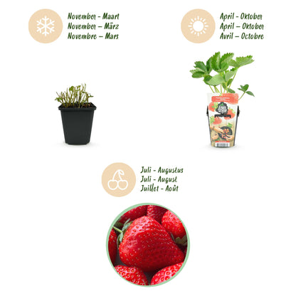 Buitenplant 6x Aardbei Fragaria 'Elsanta' - Winterhard - Pot Ø 9cm Hoogte ↕ 20cm
