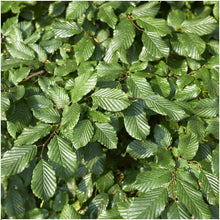 Buitenplant 6x Carpinus betulus - Winterhard - Pot Ø cm Hoogte ↕ cm