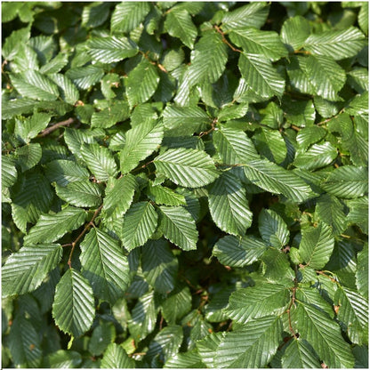 Buitenplant 6x Carpinus betulus - Winterhard - Pot Ø cm Hoogte ↕ cm
