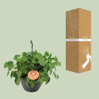 Kamerplant - Pilea Peperomioides - Pannekoekenplant - Pot Ø 27cm Hoogte ↕ 40cm