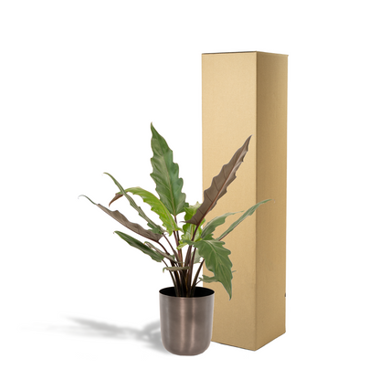 Kamerplant - Alocasia Lauterbachiana - Inclusief sierpot - Pot Ø 19cm Hoogte ↕ 80cm